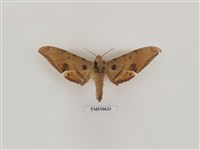 藏品(裂斑鷹翅天蛾)的圖片